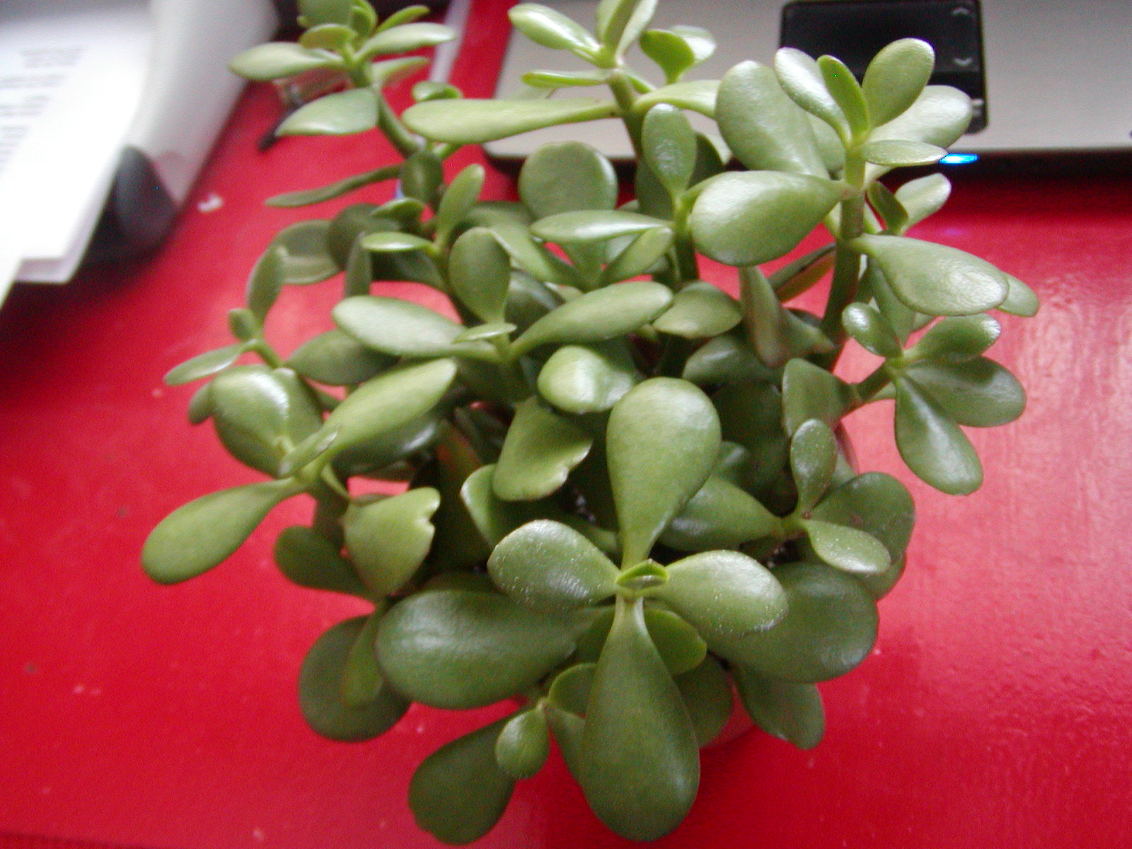 Houseplant Care Guides Which Plants Do I Own?