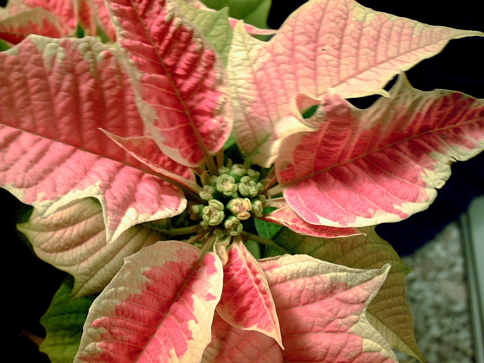 Houseplant Care Guides The Lore of Christmas Plants
