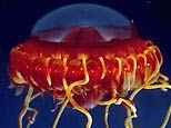 [jellyfish2_lg.jpg]