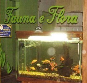 [Mercado+aquário.jpg]