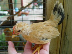 buff japanies bantem chick