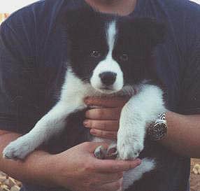 [raven9weeksa+copy.jpg]