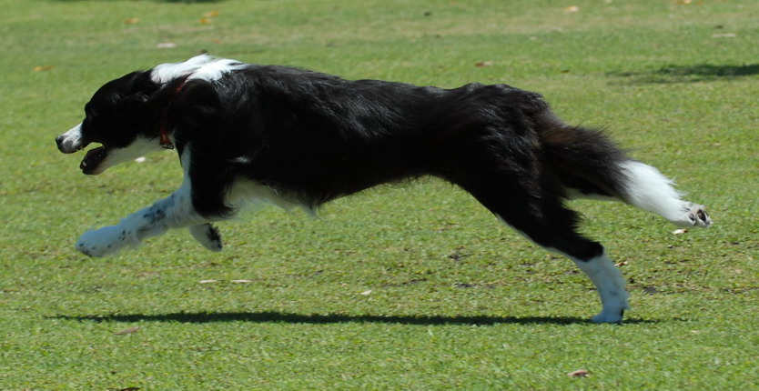 [coyoteraven5_resize.jpg]