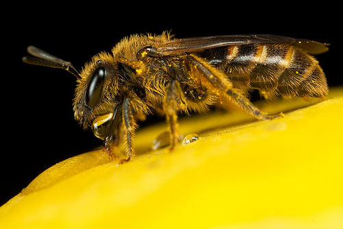 Small Bee Macro Photography