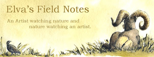 Elva's Field Notes