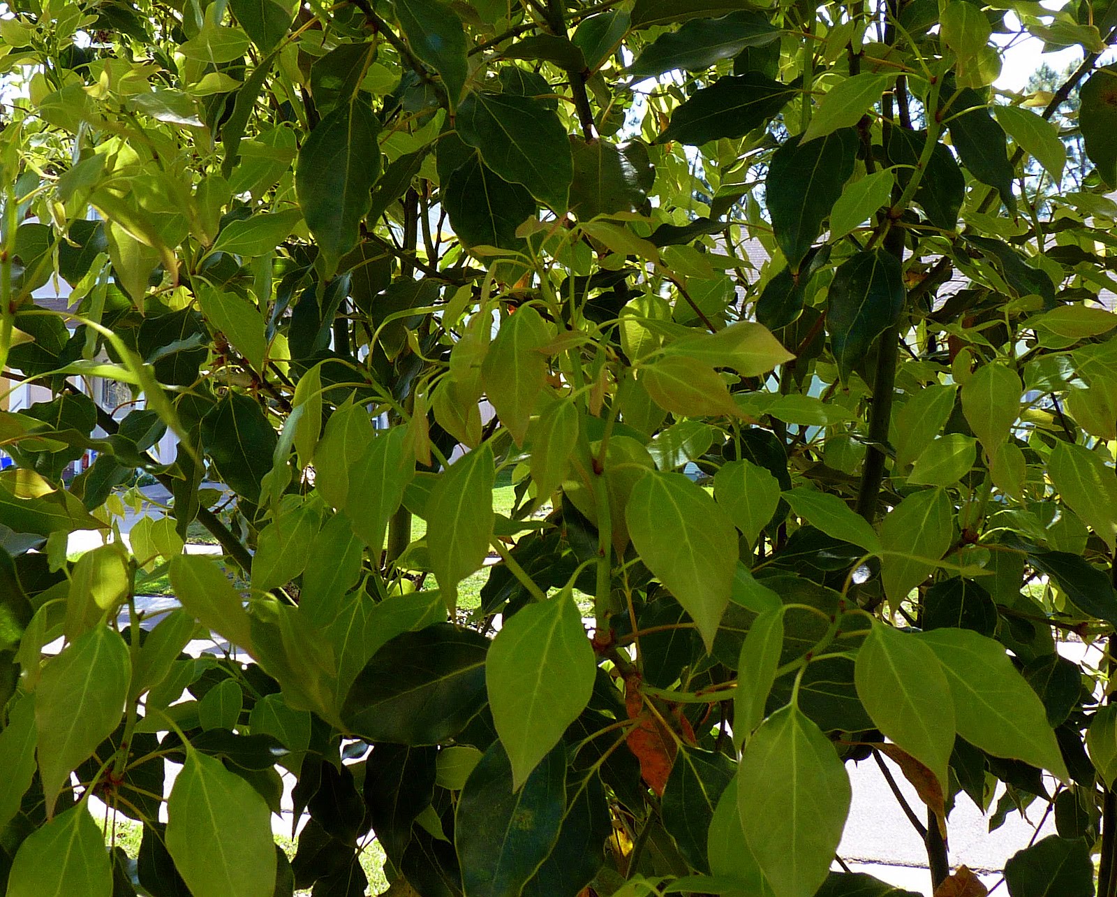 My Florida Backyard That's Good, That's Bad