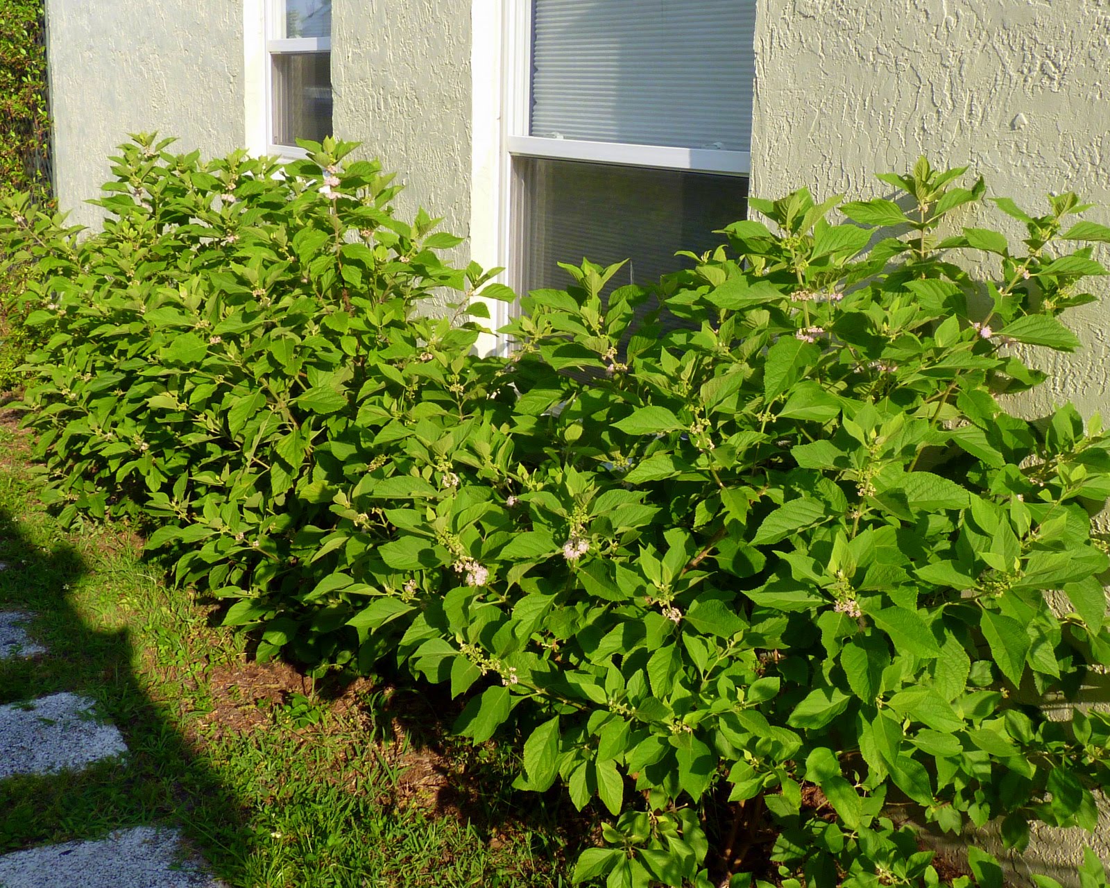 is fall a good time to trim bushes, Davenport FL
