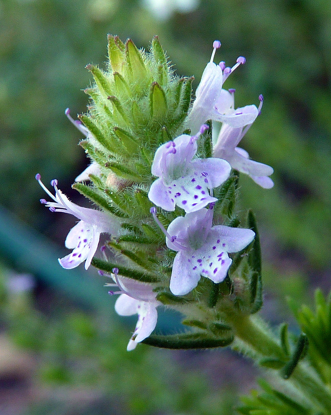 My Florida Backyard November 2010