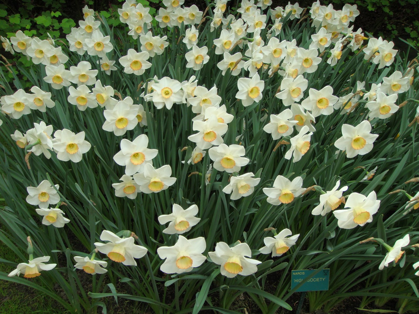 Квіти: Нарциси