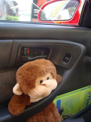 [monkey+in+car.jpg]