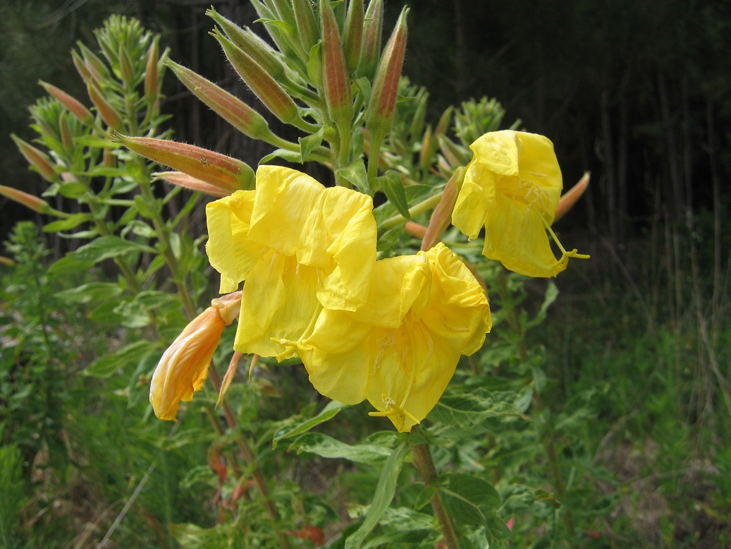 Gesteira: Flora da Gesteira: Estrela-da-Tarde (Oenothera)