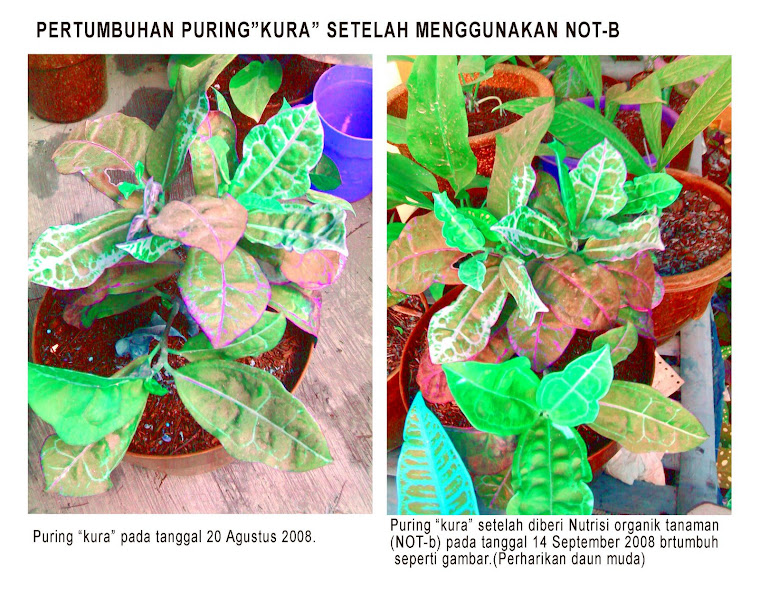 NOT-B PADA PURING KURA