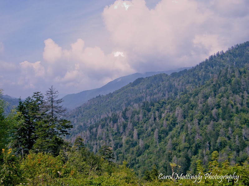 Carol Mattingly Photography Eastern Hemlocks, Great Smoky Mountain National Park