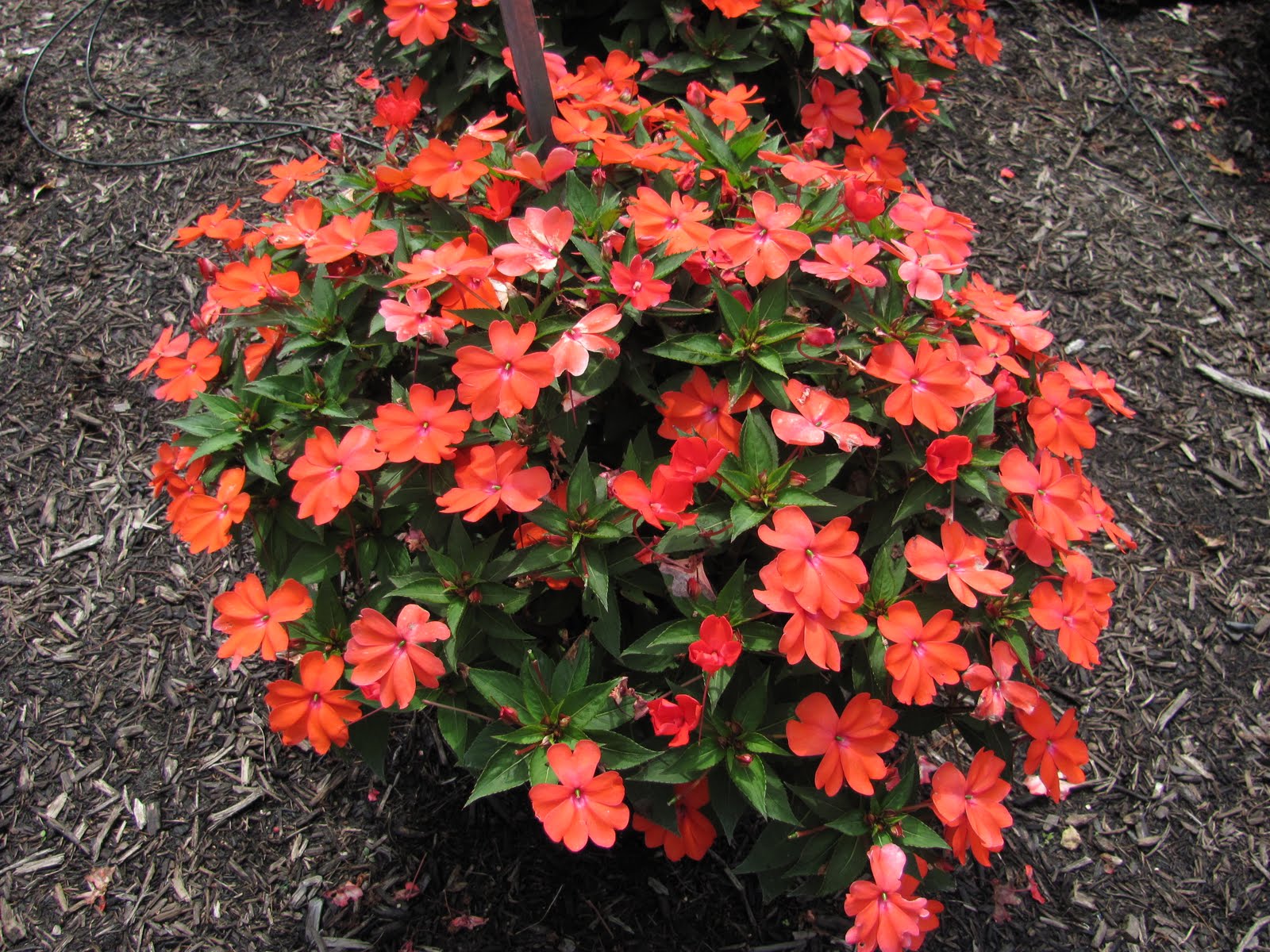 Franklin County (PA) Gardeners Best Annual Flowers in 2010