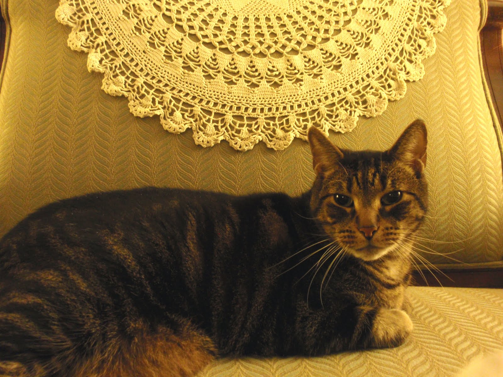 Mauigirl's Meanderings A Cat's Eye View