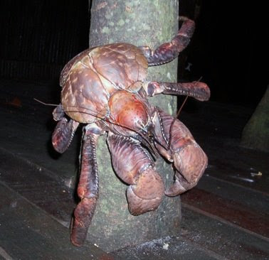 Crabe de cocotier