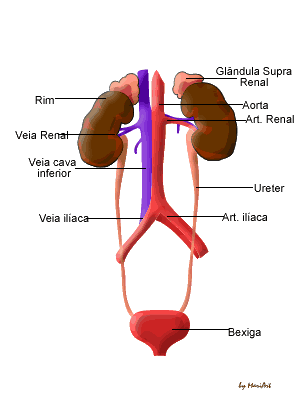 Sistema Excretor: Filtração do Sangue