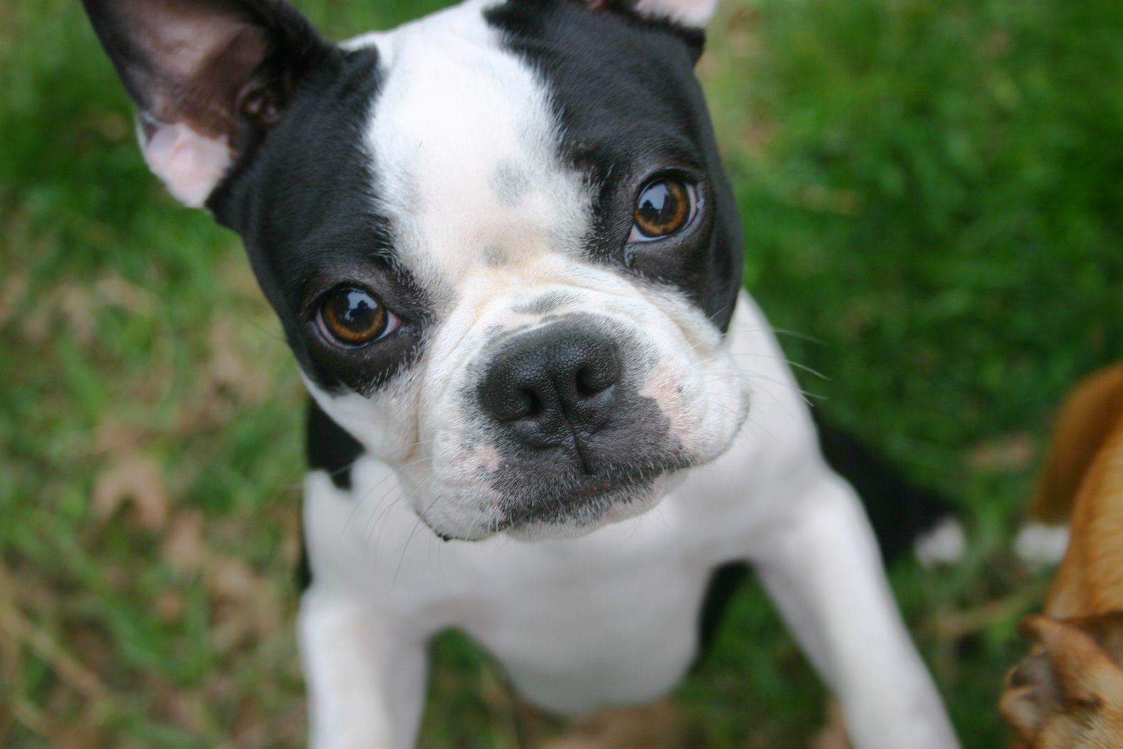 Boston Terrier Health Issue ~ Breeds of small dogs : best small dog breeds