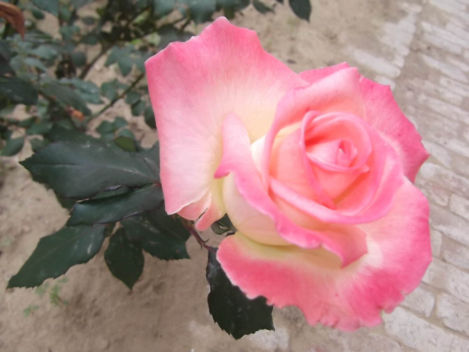 مدونة أنا من أجل وطني: يناير 2011