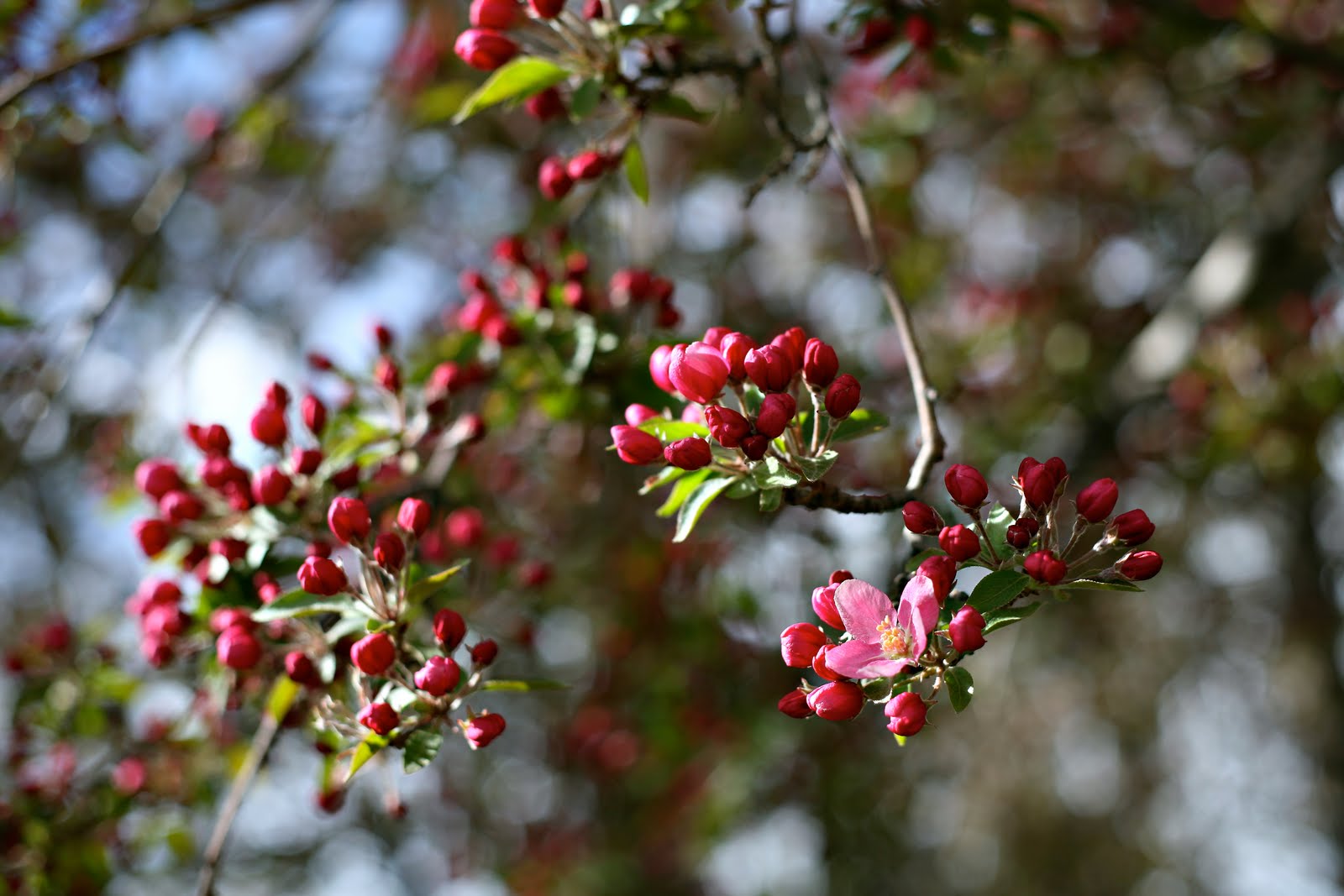 Snapshots of Life Spring in Bloom Happy Earth Day!