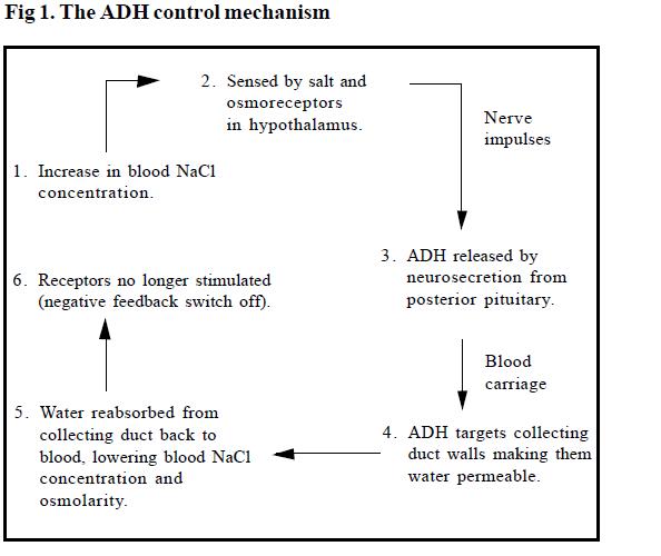 Rozaini Othman Guru Cemerlang Biologi Feedback Control Mechanisms