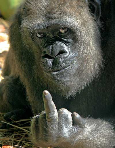 gorilla_middle_finger%5B1%5D.jpg