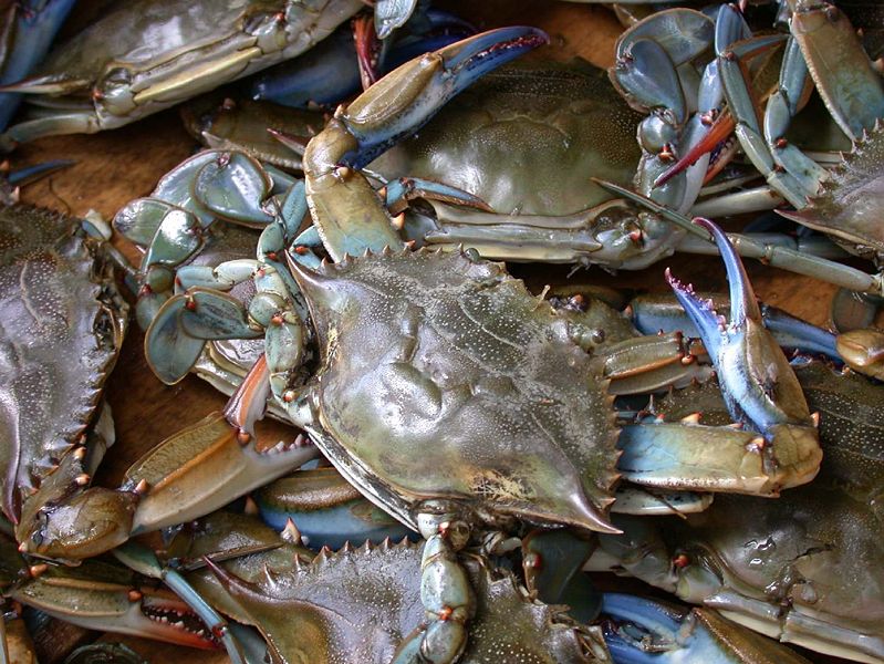 When is Blue Crab Season in Florida? A Guide to the Best Times to Catch