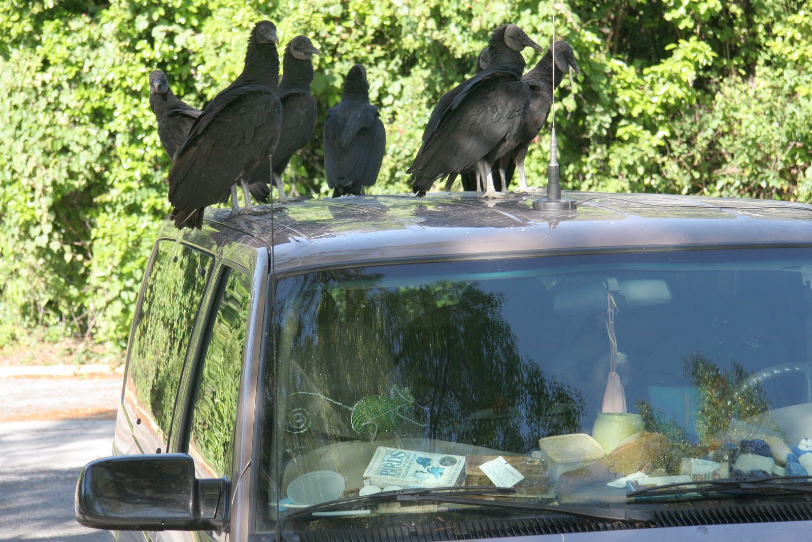 Hitchhiking Animals Why vultures hang out on cars