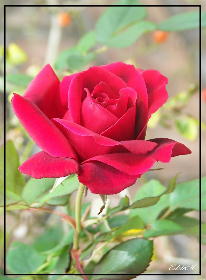 DDL2: rad rose