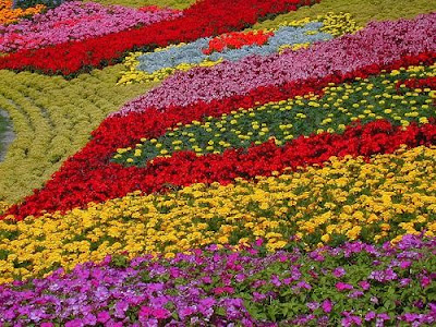 Indian flowers,Best Flowers: Flower garden