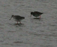 Spotted and common Redshank