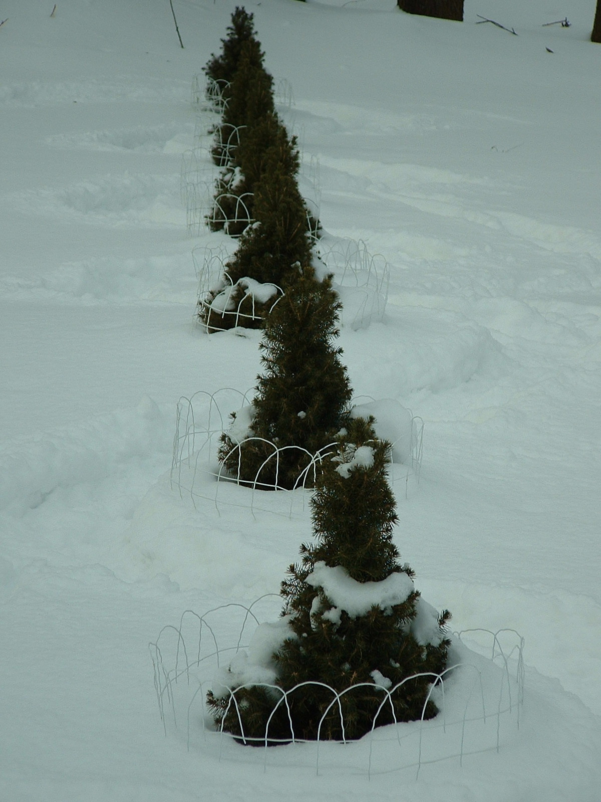 [Trees+in+winter+Jan+09.JPG]