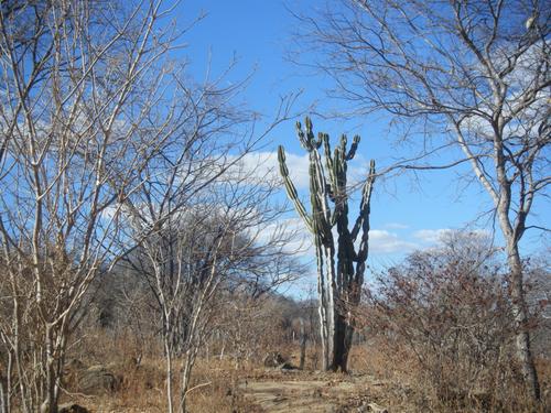 caatinga