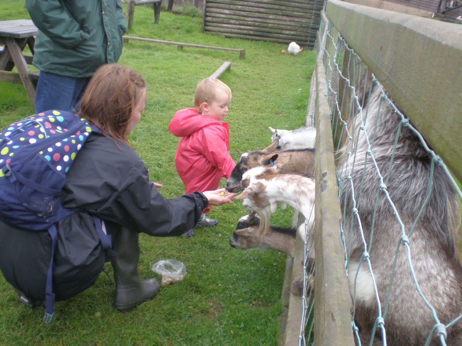 Di's Clan RABBIT FARM. LLANYSTUMDWY CRICCIETH. 2ND AUG 2010