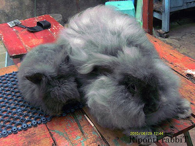 kelinci jenis angora