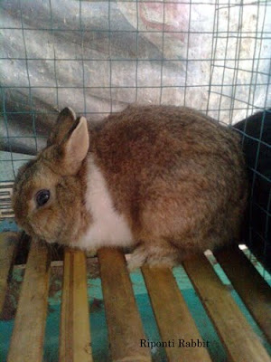 kelinci netherland dwarf