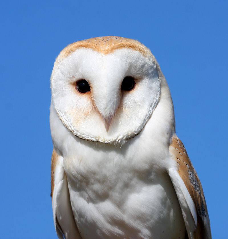 Micks Birds, Wildlife and Other things.: Owls