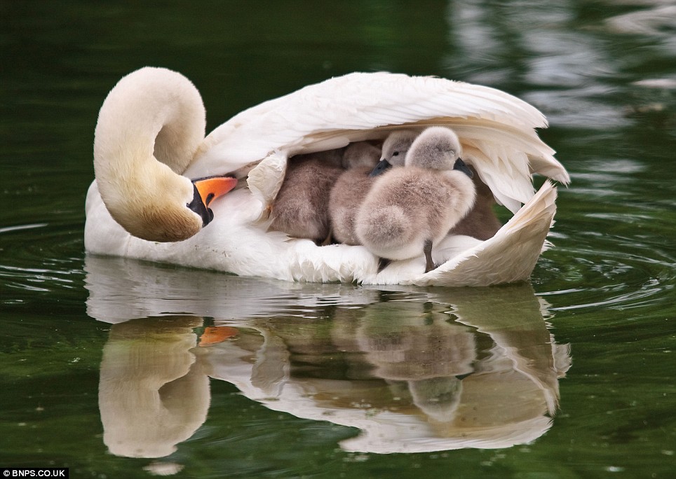 [swans]