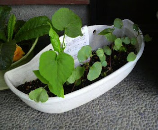 そばの花は、76日目を迎えました