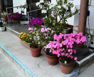 お店の前のつつじの花