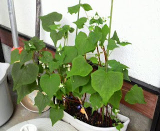 そばの花は、122日目を迎えました