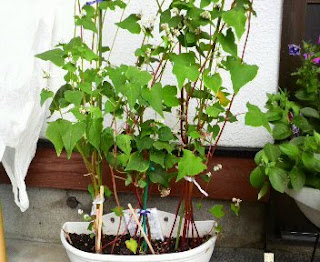 そばの花は、148日目を迎えました