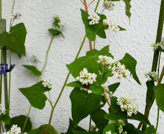 全体的に、そばの花は薄茶色になりました。