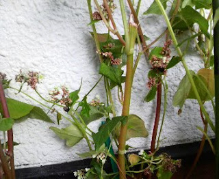 そばの花は、160日目を迎えました