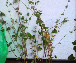そばの花は、177日目を迎えました