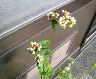 そばの花は、75日目を迎えました