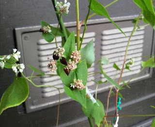 そばの花は、80日目を迎えました