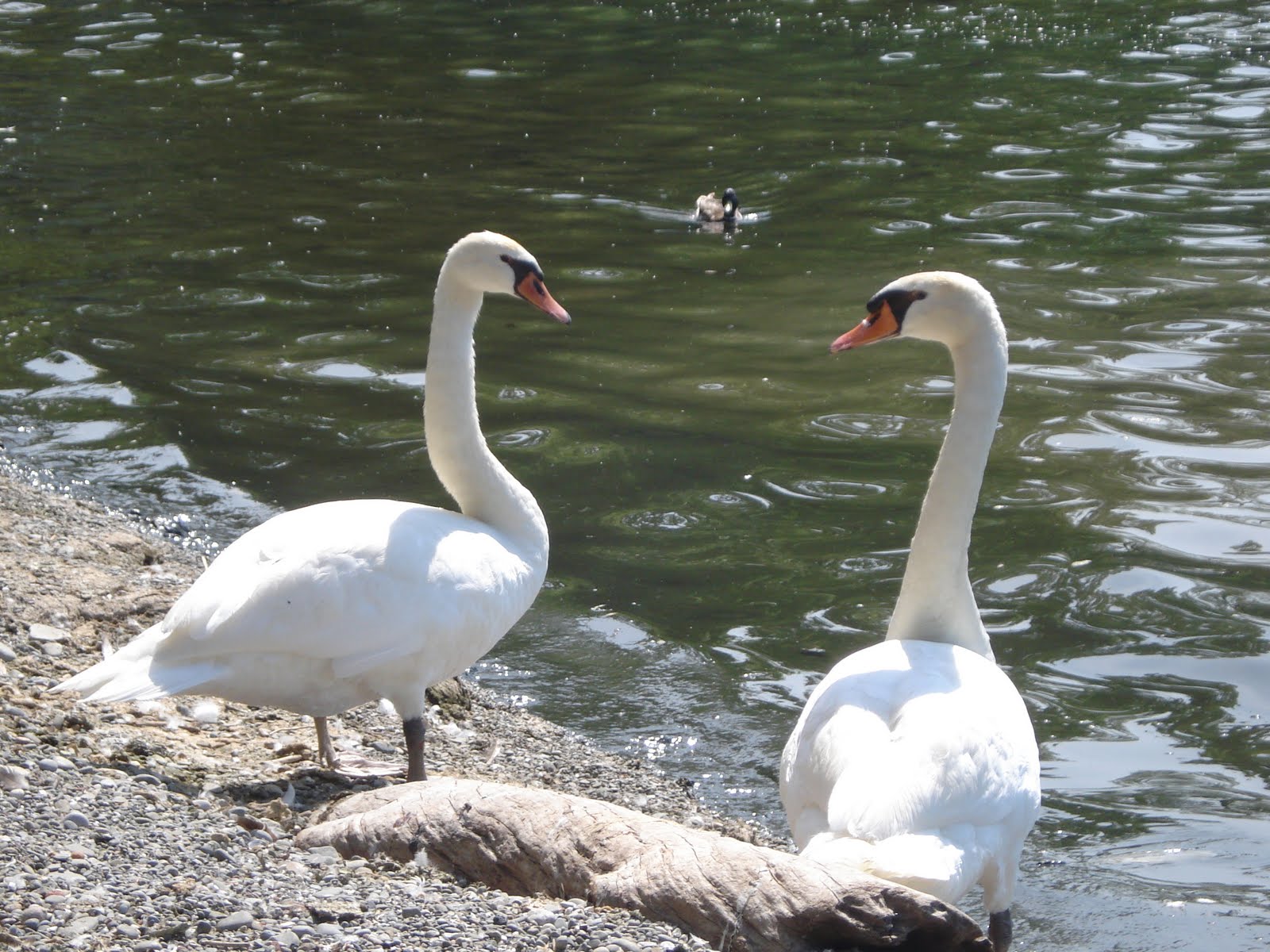 Swan of Tuonela What Happened In June Back Home swan-of-tuonela-what-happened-in-june-back-home