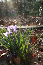 Sun kisses gently at petals