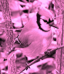 birds omens bluejay forteana